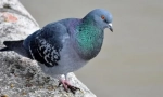 Sizy dove (sizar)